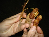 Click to see DSC04790.JPG