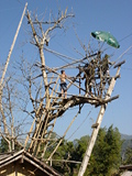 Click to see DSC04955.JPG